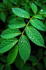 A close up of dew drops on vibrant green leaves, sparkling under bright sunlight. Extreme close up of dew drops on vibrant, lush green leaves. The droplets are sparkling with bright sunlight. Focus on