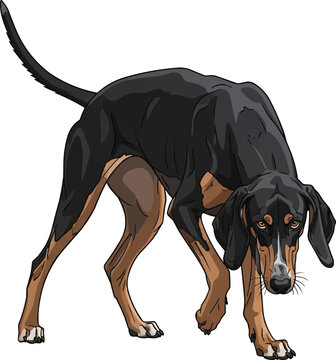 Greek Harehound dog crouched alert stance vector illustration