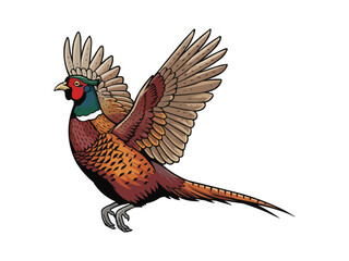 Standing Male Ring-Necked Pheasant Side View Vector illustration