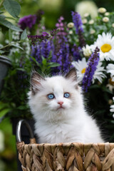 Portr&auml;t eines Ragdoll K&auml;tzchen