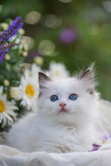 Sommerliches Porträt eines Ragdoll Kitten