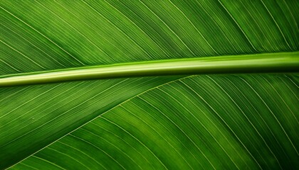 vibrant green banana leaf texture with prominent central vein and parallel lines perfect for natural backgrounds and tropical themes