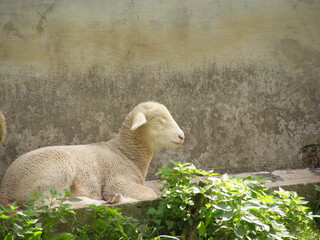 Naklejka premium Lamb's dream