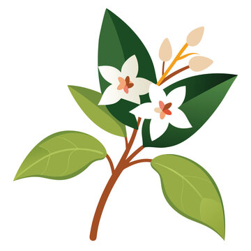 abelia flower on white background