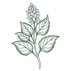 amaranthus flower line art with branch on white background
