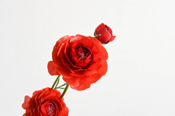 赤いラナンキュラス