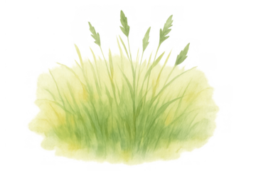 Green grass watercolor illustration with botanical plant stems and meadow elements on transparent background