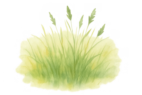 Green grass watercolor illustration with botanical plant stems and meadow elements on transparent background