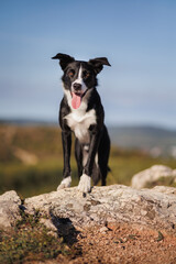 young border collie dog standing on a rock on top of a mountain