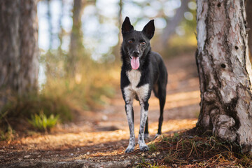 young border collie type mixed breed dog standing on a pine forest path