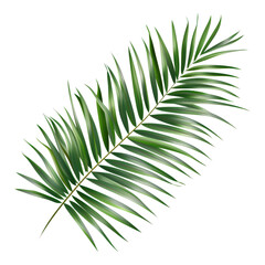 Fototapeta premium Palm leaf, green tropical foliage, palm tree branch, leafy palm frond isolated on Transparent Background