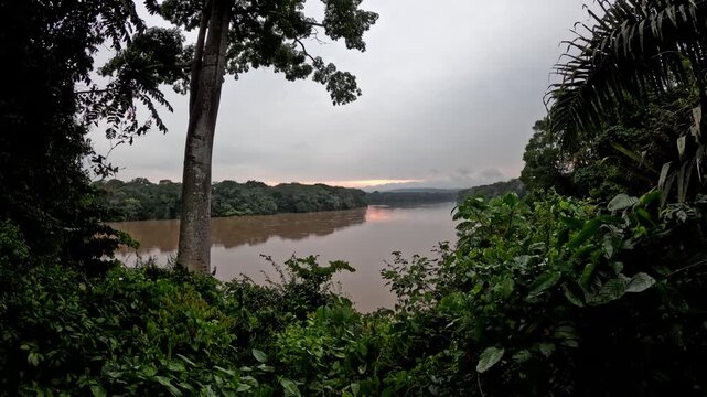 Congo Basin rainforest in the democratic republic of Congo.