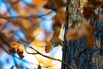 Eastern gray squirrel posing on the side of a tree trunk as its foraging for berries and nuts