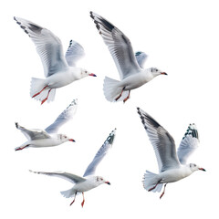 Obraz premium Seagulls flying gracefully in clear sky