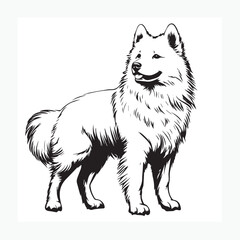 Fototapeta premium Samoyed dog vector illustration