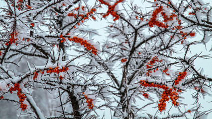Sea buckthorn berries on thorny branches covered in fresh snow in a cold winter landscape. The bright orange berries contrast with the white frost, creating a natural seasonal backdrop.