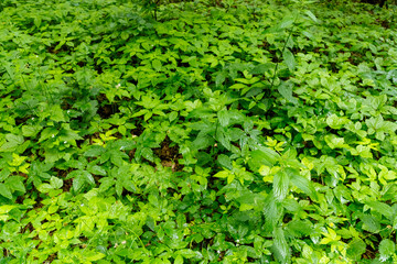 Obraz premium Understory vegetation in the Białowieża Forest, Poland 