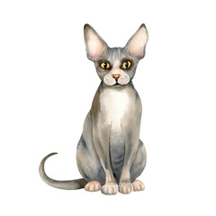 Sphynx hairless cat. Kitty with bald skin with folds, grey domestic animal with big ears, yellow eyes. Cute grey beautiful pet. Watercolor isolated illustration. Hand drawn character clip art