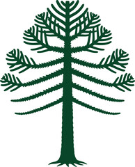 Araucaria tree illustration evergreen conifer south american symbol art eps silhouette