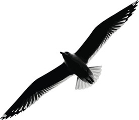 Bird in full wingspan flying silhouette on white background