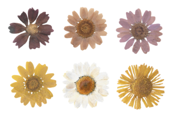 Set of Dried Pressed Flowers Isolated on White Background