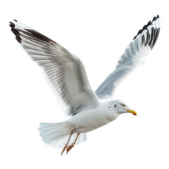 Seagull soaring in the sky with outstretched wings