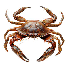 Close view of a crab showcasing its claws and body details