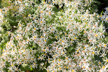 Light violet flowers of Michaelmas daisies or Symphyotrichum blooming in an autumn flower bed in October