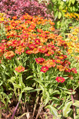 Autumn red-orange gelenium