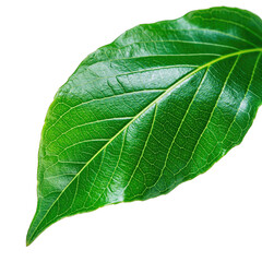 Obraz premium A Vibrant Green Leaf with Detailed Veins and Dew Drops Isolated on a Black Background Showcasing Natural Beauty and Texture