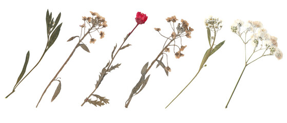 Collection of dried pressed wildflowers and stems for Scrapbook Collage Journal