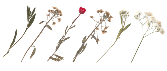 Collection of dried pressed wildflowers and stems for Scrapbook Collage Journal