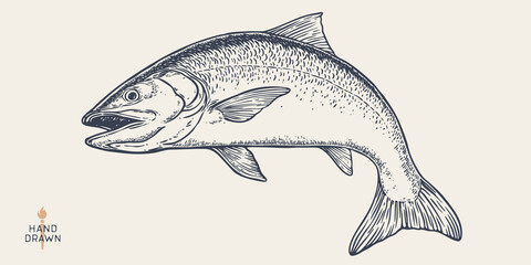 Salmon fish, seafood, sketch. Vintage retro print, seafood salmon fish sketch, sea life, ink pencil style drawing engrave old school sketch, hand drawn. Sketch artwork salmon fish. Vector Illustration