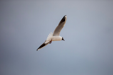 A seagull flying in a blue sky, close-up photo