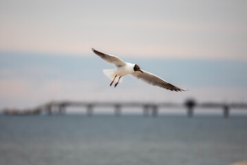 A seagull flying in a blue sky, close-up photo