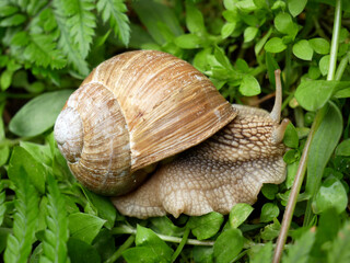 Roman snail, Burgundy snail, edible snail or escargot. Outdoor photography with close up.  