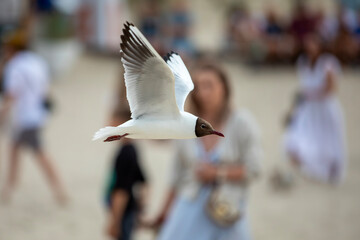 A seagull flying in a blue sky, close-up photo