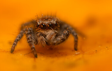 An aesthetically pleasing and impressive close-up photo of a spider. Spider species; Jumping spider. Natural background.