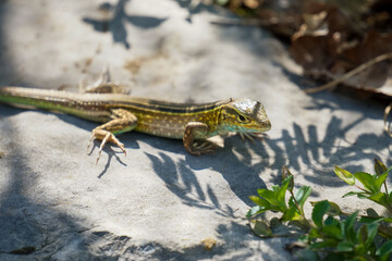 Cnemidophorus Lemniscatus