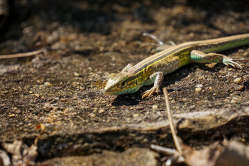Cnemidophorus Lemniscatus