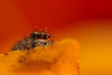 An aesthetically pleasing and impressive close-up photo of a spider. Spider species; Jumping spider. Natural background.