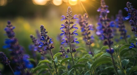 Enchanting Salvia Meadow: A Serene Portrait of Purple Blooms in Golden Sunlight