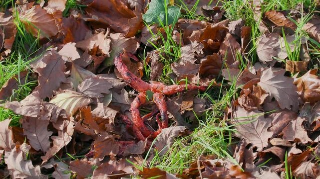 Devils Fingers Fungi in Leaf Litter