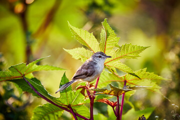 plain prinia found in Ameenpur lake