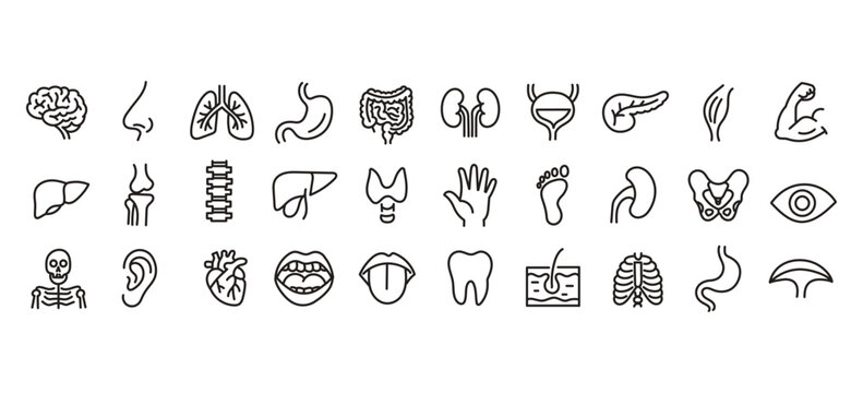 Medical organs line icon set. Vector pictograms of anatomy, body parts, kidney, bladder, pancreas, intestine, thyroid, pelvis, skeleton, joint, hand, nose, mouth, tongue, thin linear illustration.