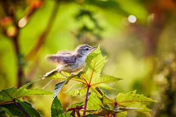 Flying Prinia near Ameenpur lake