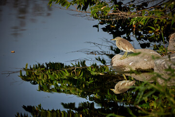 immature pond-heron found in Ameenpur Lake, Heron with reflection from pond