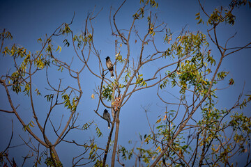 Red-vented bulbul dual birds sitting on branches. Found in Ameenpur Lake