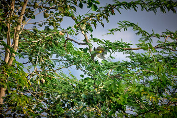purple rumped sunbird flying in the tree