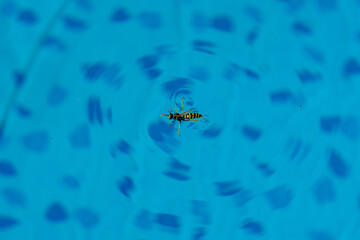 Wasp floating on blue water, visible ripples in a swimming pool, macro minimalism